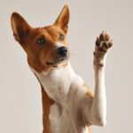 Dreaming of Dogs: A Biblical Perspective on Canine Visions Dreaming of Dogs A Biblical Perspective on Canine Visions